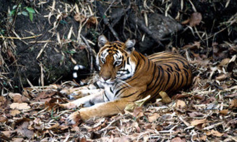Tiger - biodiversity-1b933b36af6d68c0074bdde9ea1dd8d81623906416.jpg